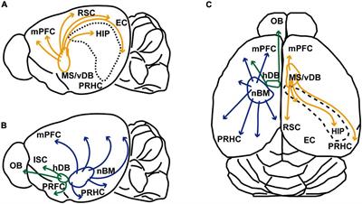 Cholinergic regulation of object recognition memory